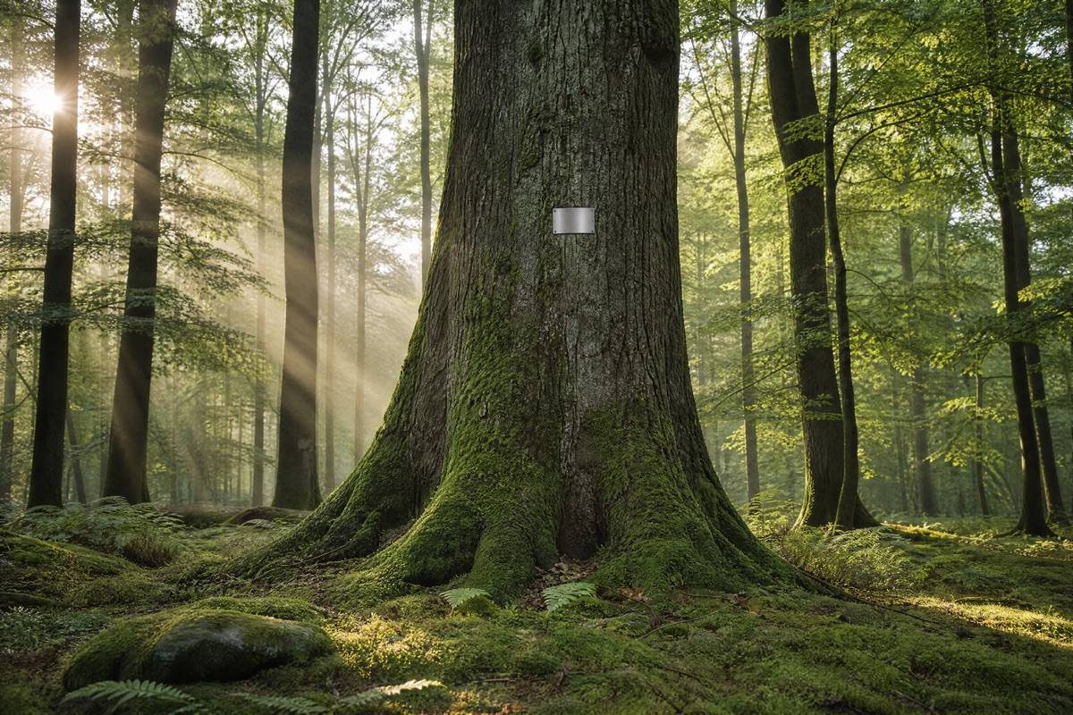 Alter Baum mit kleiner Gedenkplakette in einem lichtdurchfluteten Bestattungswald